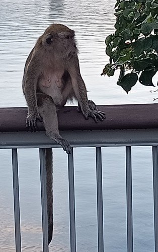 Monkey at Woodlands Waterfront Park.